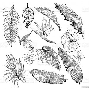 10 Aimable Coloriage Feuille Tropicale Photos Idee De Coloriage