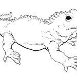 Coloriage Animaux Nouveau Coloring Pages Coloring Pages Tuatara Printable For