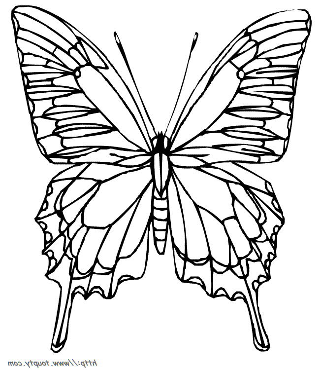 Coloriage De Papillon Inspiration Papillon Dessin Recherche Google