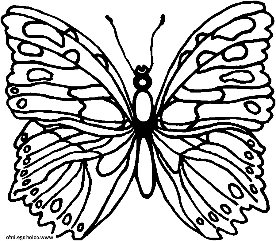 Coloriage De Papillon Luxe Coloriage Papillon 184 Jecolorie