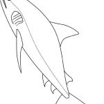 Coloriage De Requin Élégant Coloriage Requin Jecolorie