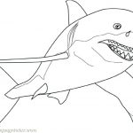 Coloriage De Requin Inspiration Megalodon Drawing At Getdrawings
