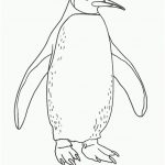 Coloriage Pingouin Génial Dessin Pingouins De Madagascar