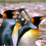 Coloriage Pingouin Luxe Coloriage Pingouin Mignon à Imprimer Et Colorier