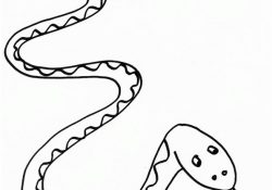 Coloriage Serpent Inspiration Serpent En Coloriage à Dessiner