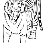 Coloriage Tigre Génial Coloriage Tigre