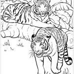 Coloriage Tigre Nouveau Dessin De Tigre Gratuit à Télécharger Et Colorier