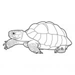 Coloriage Tortue Génial Coloriage Tortue 3 Coloriage Tortues Coloriages Animaux