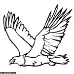 Aigle Coloriage Meilleur De Rules Of The Jungle Printable Of Bald Eagle