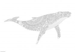 Baleine Coloriage Meilleur De Coloriage Baleine Adulte Ocean Animal Zentangle Dessin