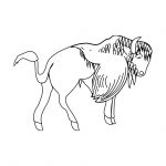 Coloriage Bison Nice Coloriage Bison Oh Kids Fr