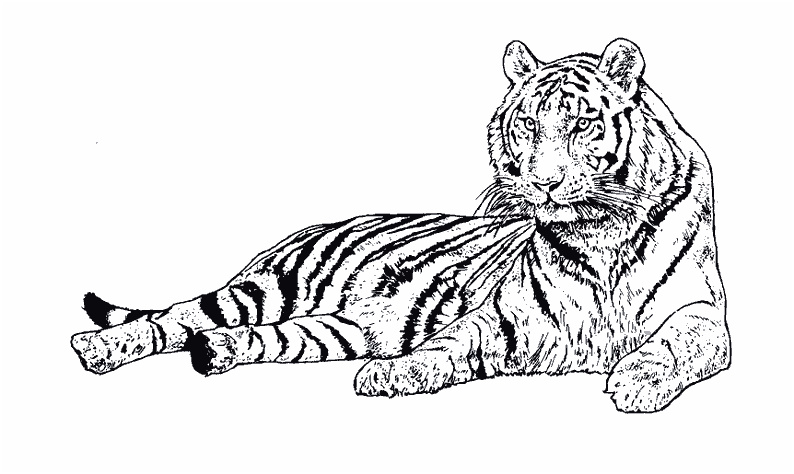 Coloriage De Tigre Unique 115 Dessins De Coloriage Tigre à Imprimer