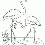 Coloriage Flamant Rose Luxe Coloriage Flamant Rose