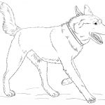 Coloriage Husky Luxe Greyhound Coloring Page at Getcolorings