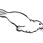 Coloriage Phoque Nice Baby Seal Coloring Pages Coloring Home