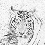 Tigre Coloriage Inspiration Dessin à Colorier De Tigre Blanc Gratuit