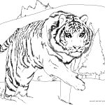 Tigre Coloriage Unique Luxe Dessin A Colorier Gratuit Tigre – Mademoiselleosaki