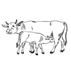 Vache Coloriage Génial La Vache Et Le Veau