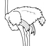 Coloriage Autruche Élégant Ostrich Coloring Page