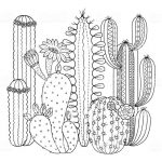 Coloriage Cactus Nouveau Beautiful Cactus Coloring Pages For Kids In 2020