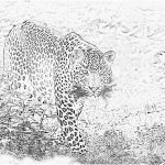 Coloriage Léopard Frais Coloriage Leopard 1 à Imprimer Pour Les Enfants