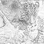 Coloriage Léopard Unique Coloriage Leopard Dsc 0072 à Imprimer Pour Les Enfants