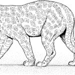 Coloriage Léopard Unique Desenhos De Leopardos Para Imprimir E Colorir Animais