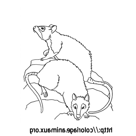 Coloriage Rat Élégant Rats Coloriage Rats Sur Coloriage Animaux