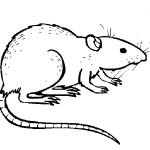 Coloriage Rat Nice Underground Animal Coloring Pages