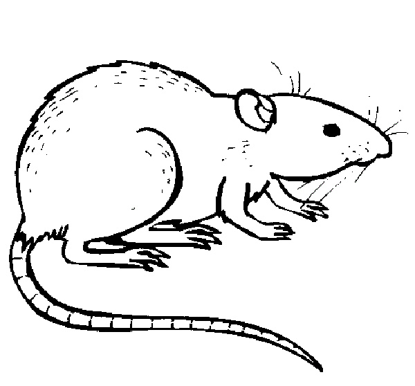 Coloriage Rat Nice Underground Animal Coloring Pages