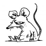 Coloriage Rat Unique Coloriage à Dessiner Rat Des Champs