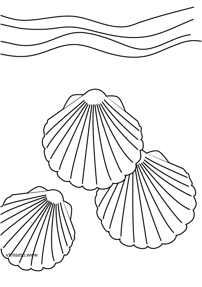 Coquillage Coloriage Frais Coloriage Coquillage
