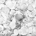 Coquillage Coloriage Inspiration 10 Coloriage Coquillage A Imprimer