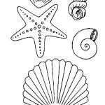Coquillage Coloriage Inspiration Coquillage