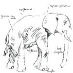 Dessiner Un Éléphant Unique Dessiner Un Elephant A Avis Dessin Noir Et Blanc Consulter