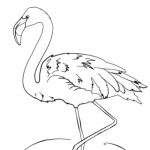 Flamant Rose Coloriage Inspiration Coloriage Flamant Rose