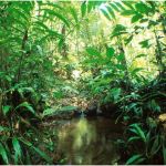 La Foret Amazonienne Élégant Les Plus Beaux Paysages Du Monde Observables En France