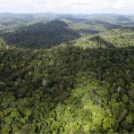 La Foret Amazonienne Génial Un Cana N Disparu En 2012 Retrouvé En Pleine Forêt
