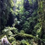 La Foret Amazonienne Unique La Forêt Ienne Les Poumons De La Planète Tour Du