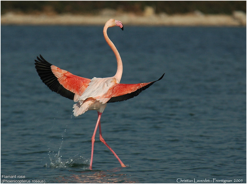 Le Flamant Rose Meilleur De Greater Flamingo Phoenicopterus Roseus Chla5571