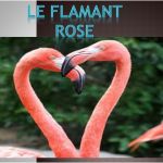 Le Flamant Rose Meilleur De Le Flamant Rose Ppt Video Online Télécharger
