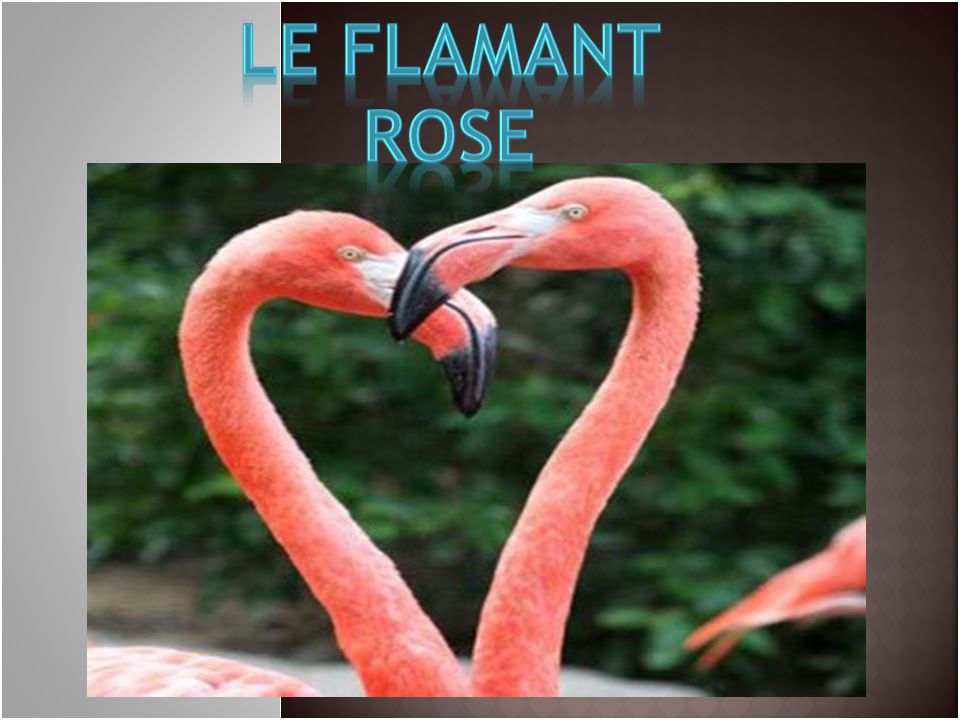 Le Flamant Rose Meilleur De Le Flamant Rose Ppt Video Online Télécharger