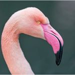 Le Flamant Rose Unique 18 Oiseaux Au Bec Remarquable Geo