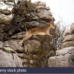Male De La Chevre Meilleur De Ibex Espagnol Mâle La Chèvre De Montagne Sauvage Au