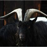 Male De La Chevre Unique La Chèvre à Col Noir Du Valais Ou Chèvre Des Glaciers