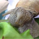Que Mange Les Escargots Élégant Cycle De La Vie Des Escargots Escargots T Schnecken