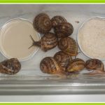 Que Mange Les Escargots Inspiration Petit Escargot Porte Sur Son Dos Ou Ment Faire Un