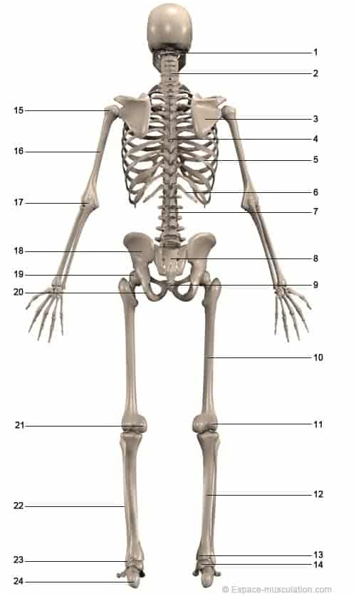 Squelette Corps Humain Nice Anatomie Squelette Et Muscles Du Corps Humain Schéma Simple