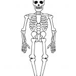 Squelette Humain Dessin Frais Coloriage M Squelette Coloriage Pinterest