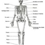 Squelette Humain Os Génial Anatomie Du Squelette Humain Constitué De 206 Os